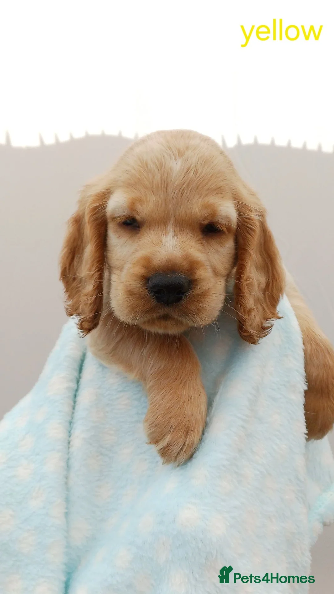 Cocker Spaniel dogs for sale: Gorgeous litter of 8 puppies  - Advert 17