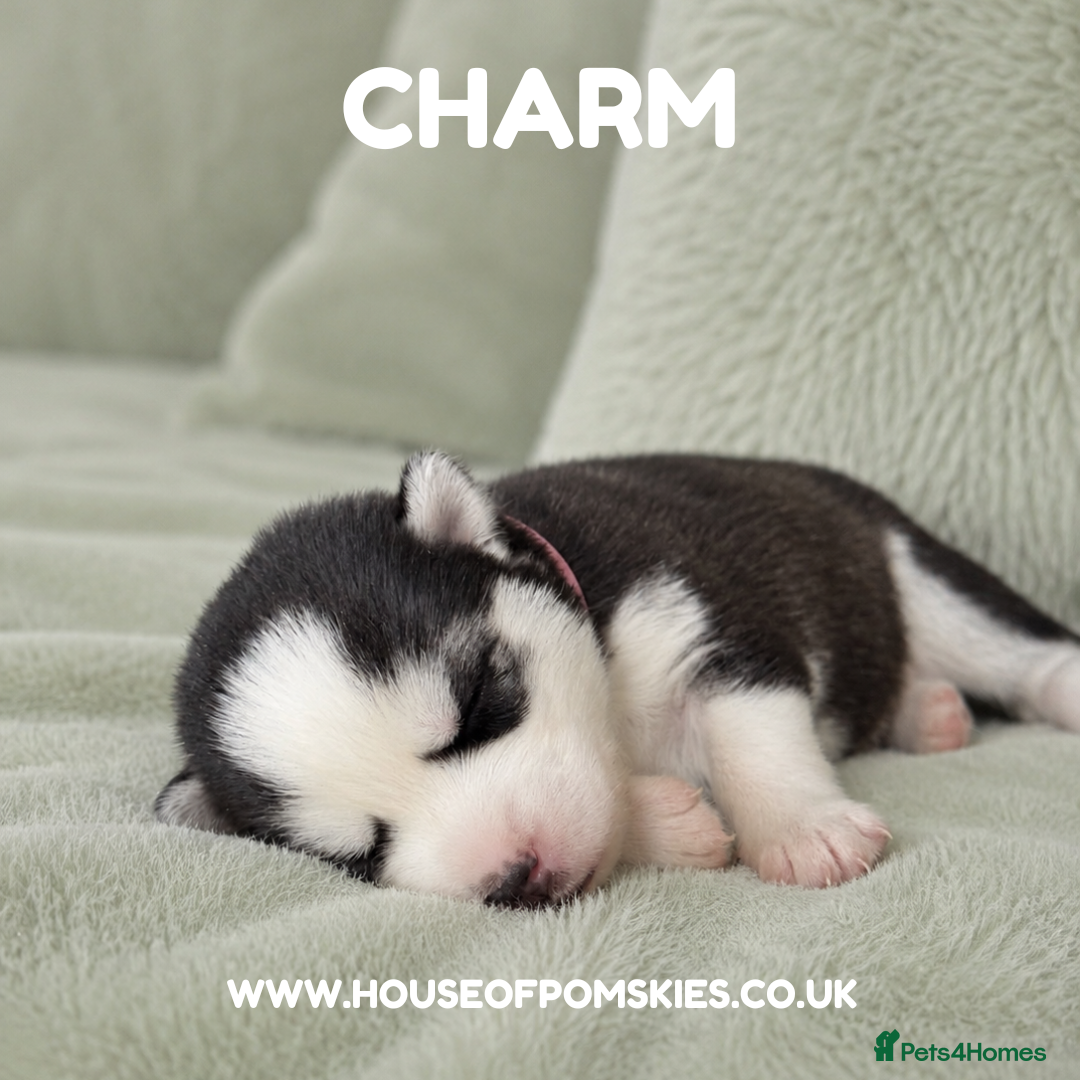 Pomsky dogs F3 Pomsky Puppies - all blue eyed  - Advert 1