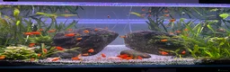 Platies fish for sale: Mickey Mouse Red Platies - Advert 1