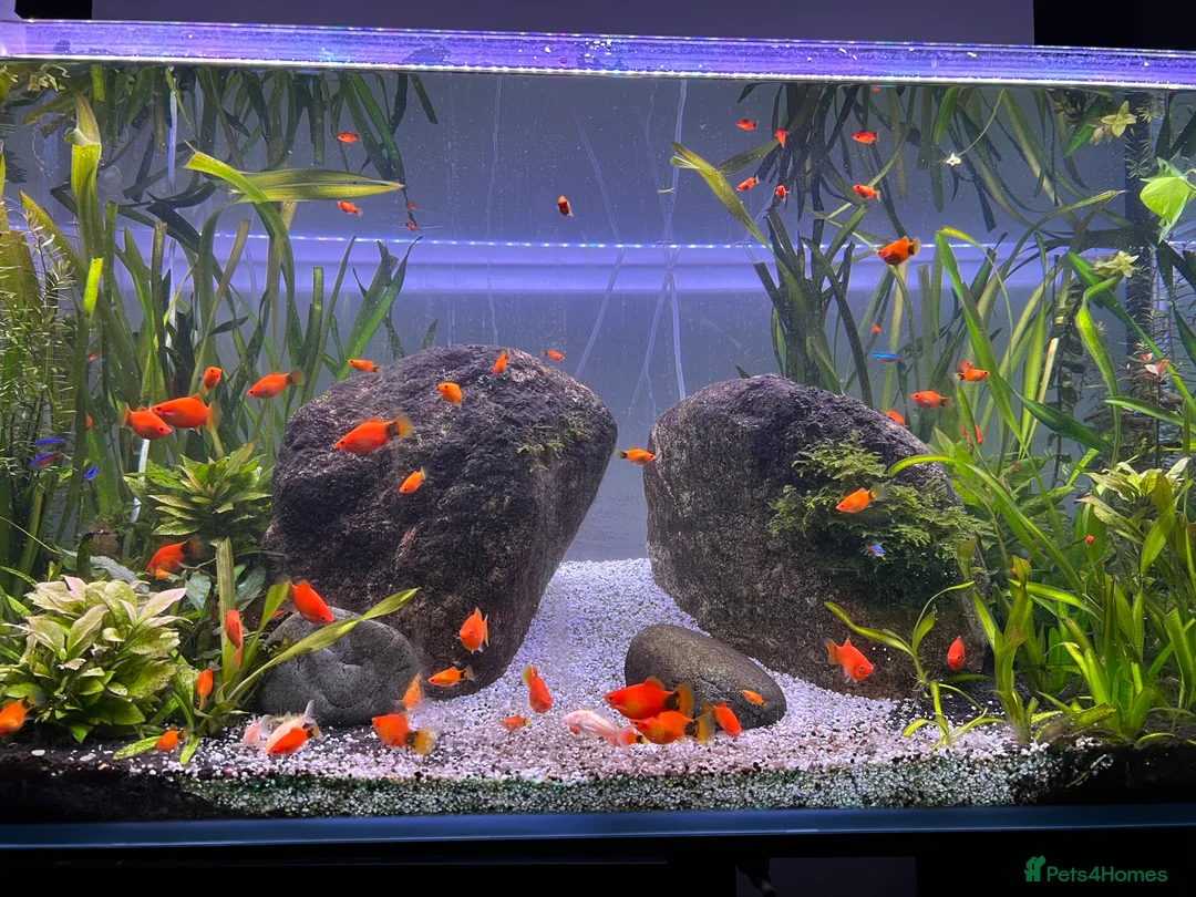 Platies fish for sale: Mickey Mouse Red Platies - Advert 1
