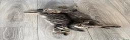 Mixed Breed cats for sale: X4 British Shorthair X Tabby Kittens - Advert 6