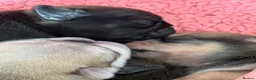 Pug dogs for sale: Beautiful Home-Reared Pug Puppies  Ready 25th June - Advert 12