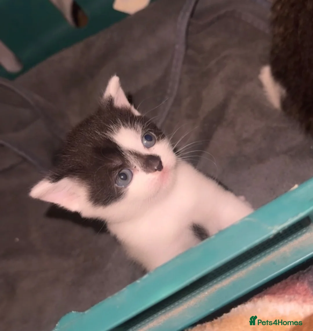 Mixed Breed cats for sale: British shorthair Crossbreed kittens for sale  - Advert 2