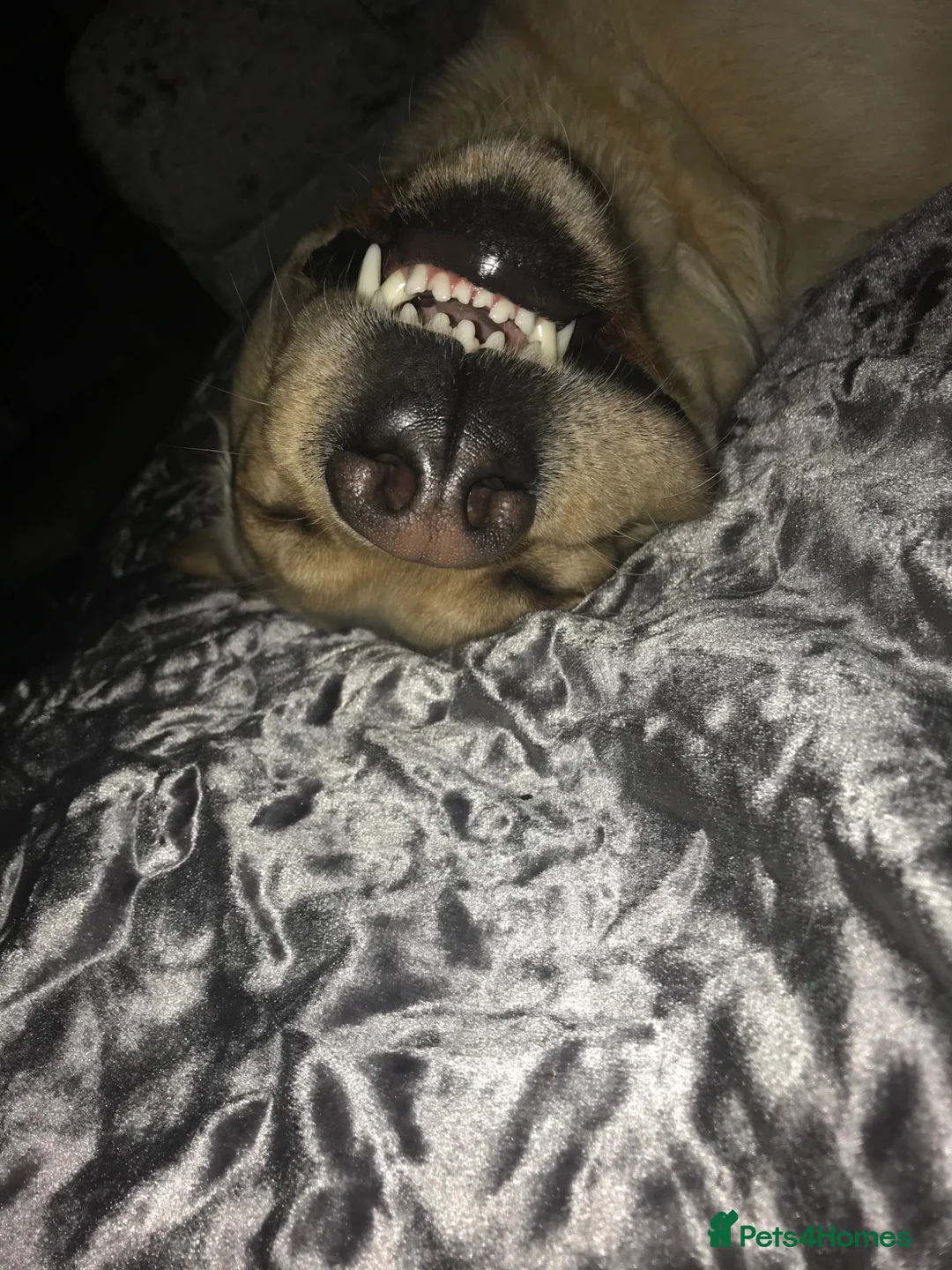 Labrador Retriever dogs for sale: Adult Male Labrador  - Advert 2