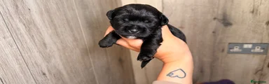 Mixed Breed 5