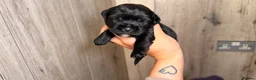 Mixed Breed dogs for sale: Border terrier x patterdale - Advert 4