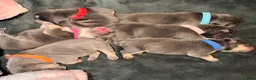 Mixed Breed dogs for sale: French X English bulldog puppies - Advert 27
