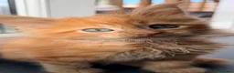 Maine Coon cats for sale: Registered Maine Coon kittens - Advert 8