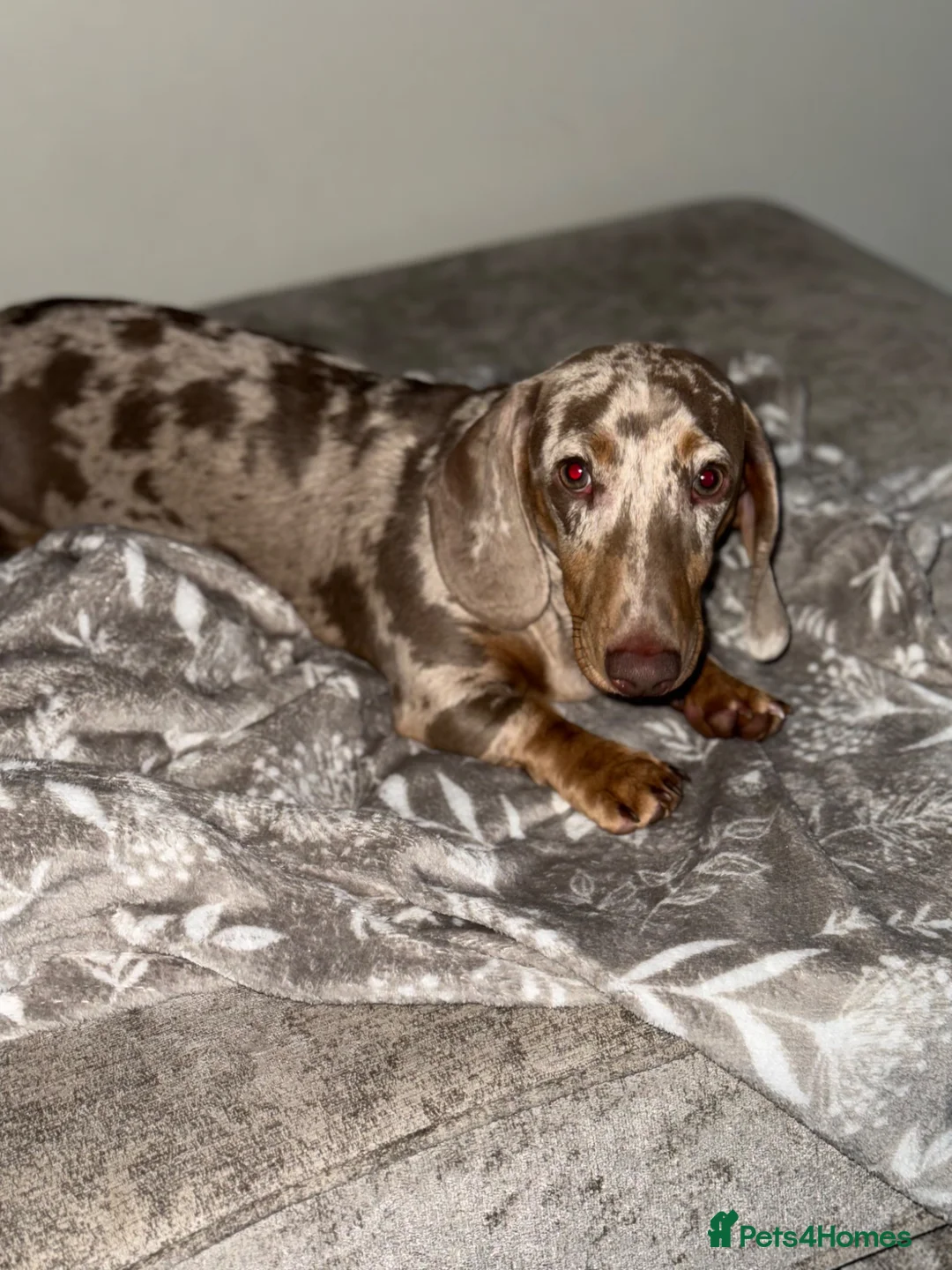 Dachshund dogs for stud: Dapple dachshund for stud  in Leeds - Advert 2