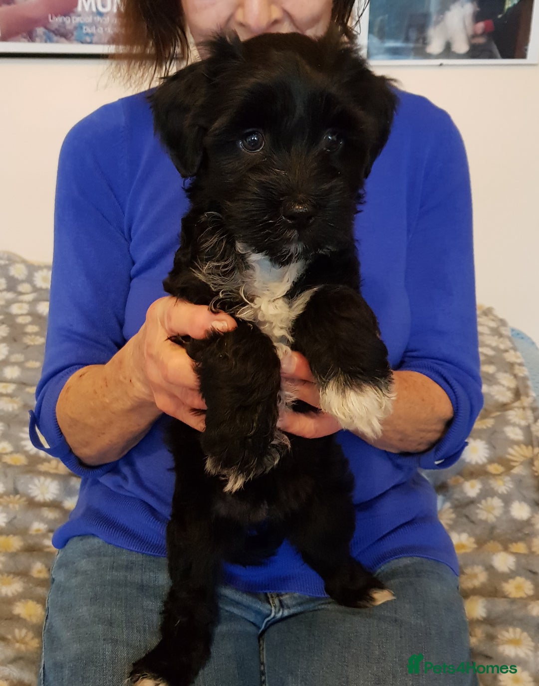 Tibetan Terrier dogs for sale: Litter of 4 Pinrow KC Tibetan Terrier puppies - Advert 1