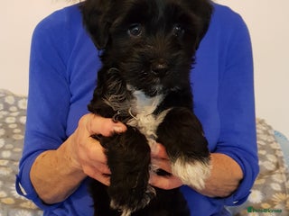 Tibetan Terrier dogs Litter of 4 Pinrow KC Tibetan Terrier puppies - Advert 8