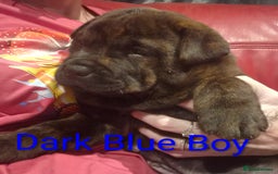 Mixed Breed dogs for sale: Ready to leave 3 Girls Left Shar-Pei x Chow pups  - Image 10