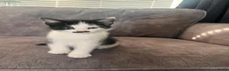 Mixed Breed cats for sale: 4 kittens for sale - Advert 9