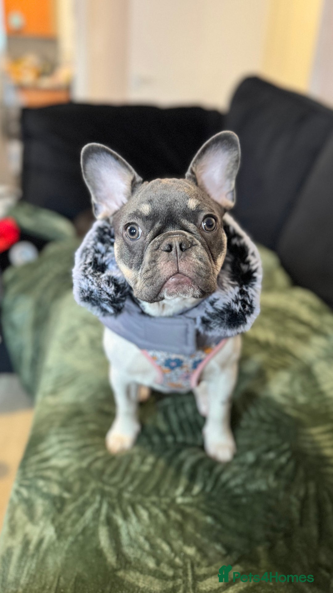 French Bulldog dogs for sale: FRENCH BULLDOG 1.5 YEARS  - Advert 2