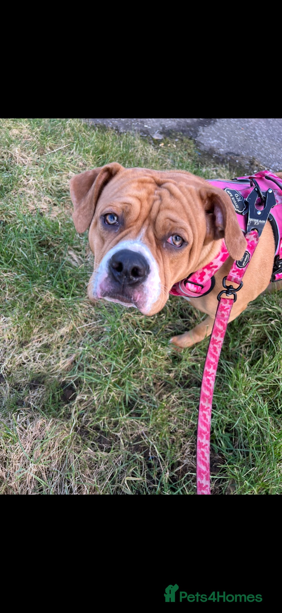 American Bully dogs American bully - Advert 1