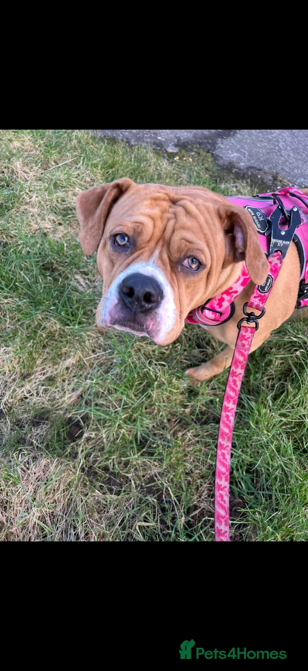 American Bully dogs for sale: American bully in Kilmarnock - Advert 1