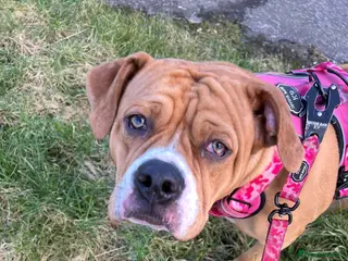 American Bully dogs American bully - Advert 1