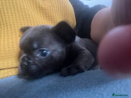 French Bulldog dogs French Bulldog pups 1x blue boy left - Advert 9