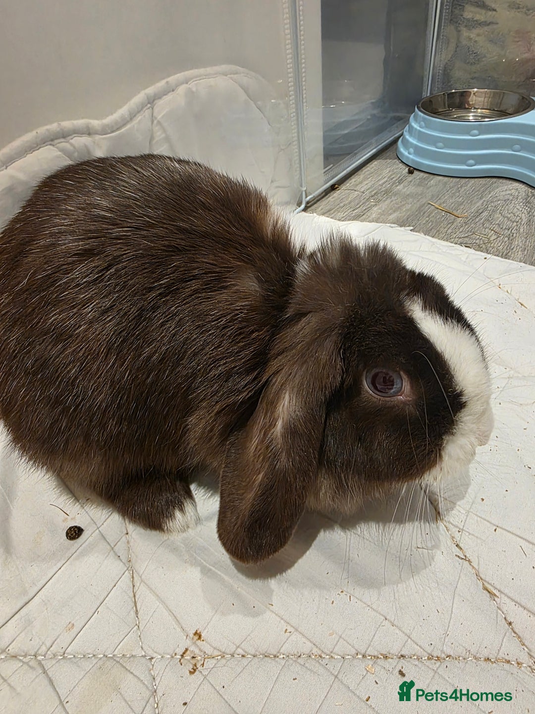 Mini Lop rabbits for sale: Two Chocolate split mini lops - Advert 4