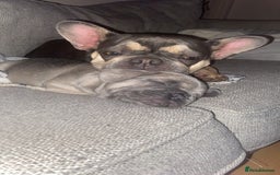 French Bulldog dogs for sale: Frenchbull dogs for sale  - Image 8