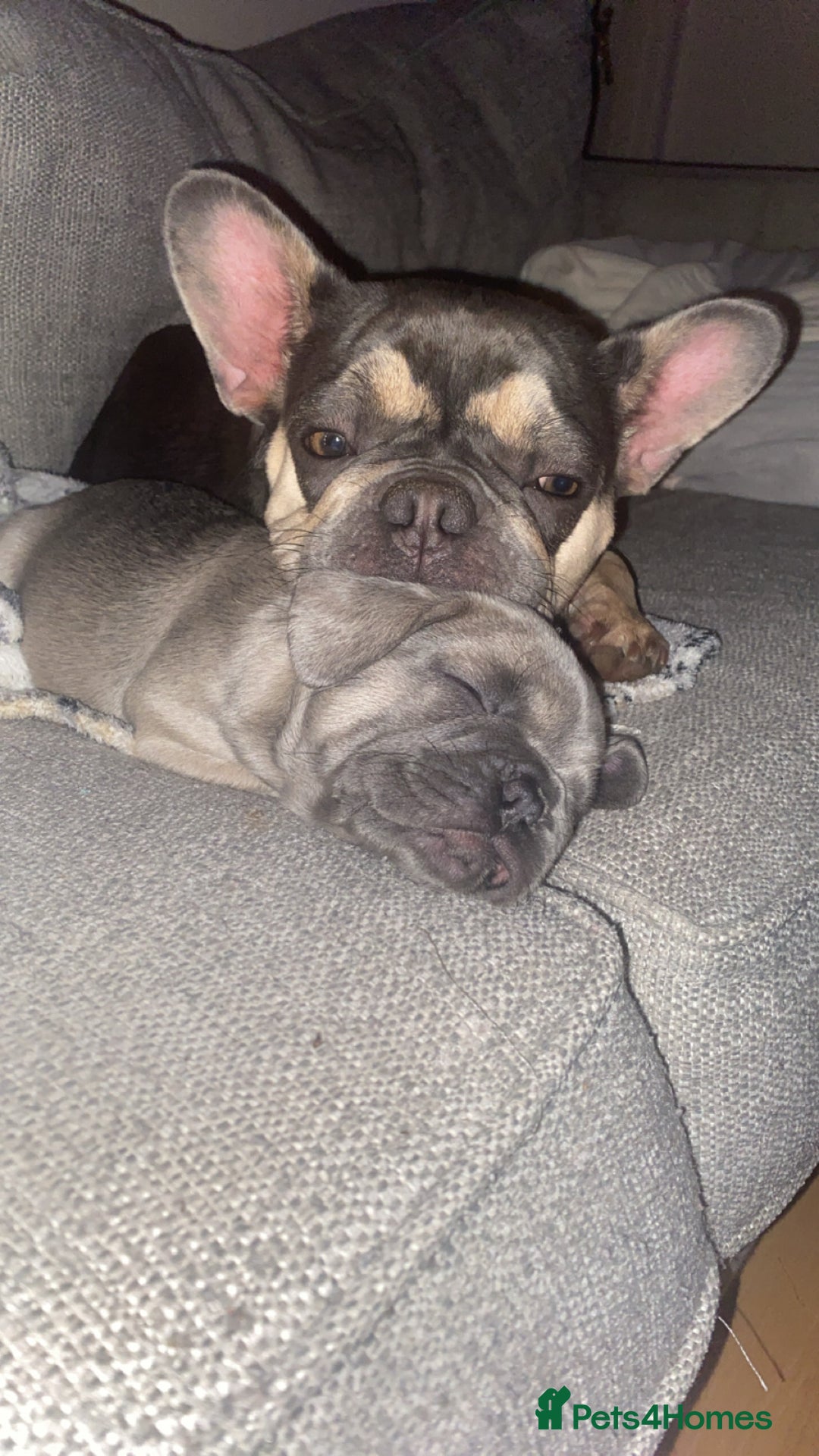 French Bulldog dogs for sale: Frenchbull dogs for sale  - Image 8
