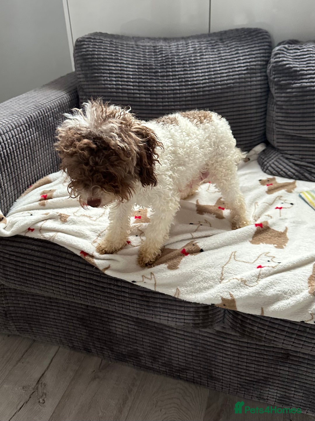 Toy Poodle dogs for sale: Tiny toy poodle puppies  - Image 18