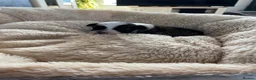 Chinese Crested dogs for sale: Lovely Chinese crested puppies for sale  - Advert 10