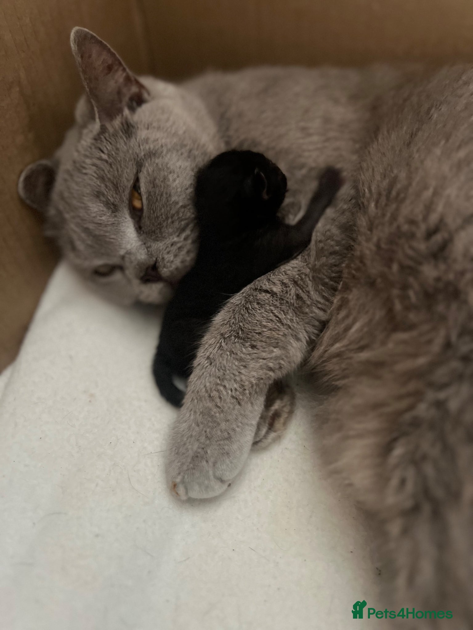 Mixed Breed cats British shorthair x half British shorthair  - Advert 2