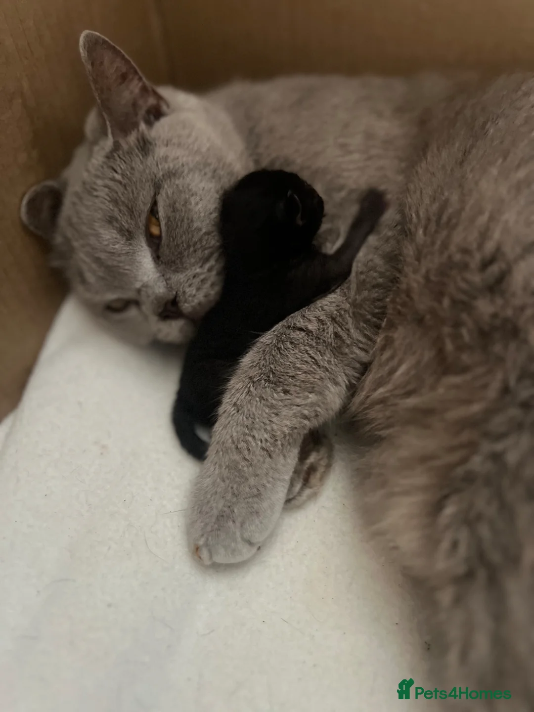 Mixed Breed cats for sale: British shorthair x half British shorthair  - Advert 1