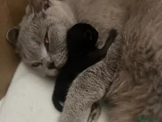 Mixed Breed cats British shorthair x half British shorthair - Advert 2