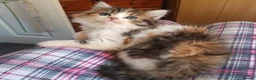 Mixed Breed cats for sale: mixed breed persian chinchilla kittens in Thornton Heath - Advert 2
