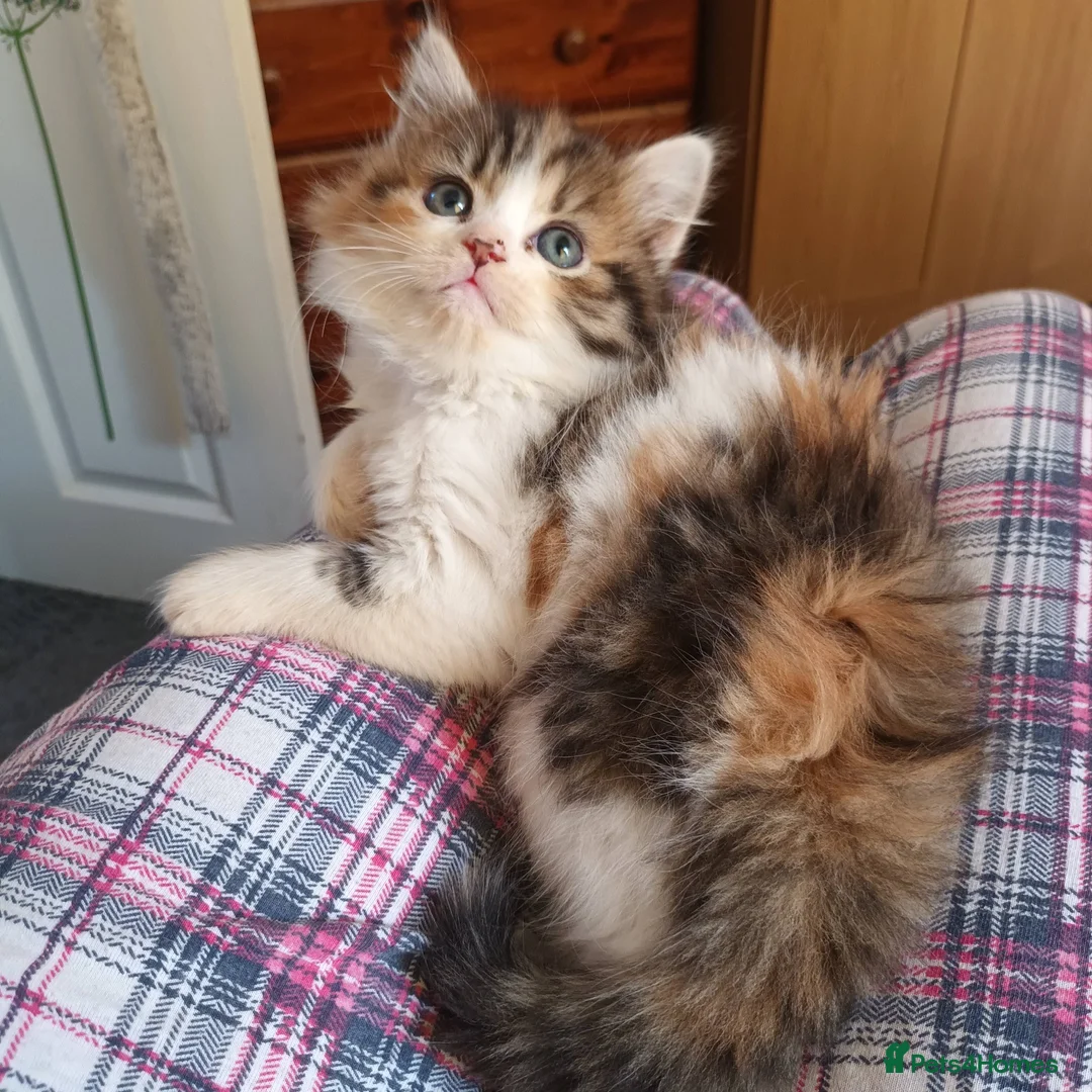 Mixed Breed cats for sale: mixed breed persian chinchilla kittens in Thornton Heath - Advert 2