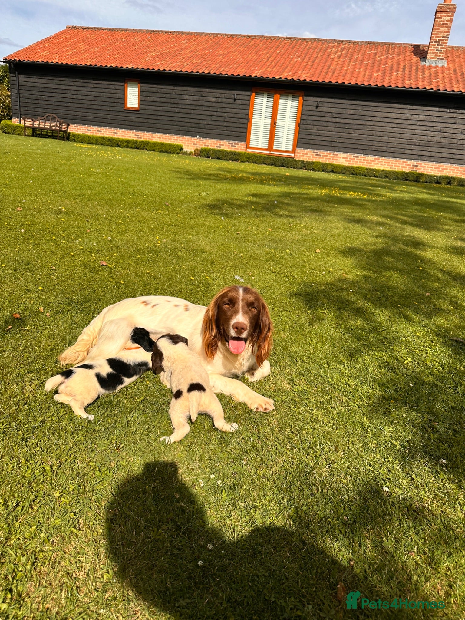 English Springer Spaniel dogs KC ESS springer spaniels - Advert 10