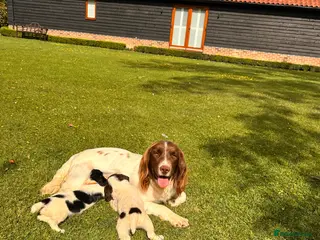 English Springer Spaniel dogs KC ESS springer spaniels - Advert 4