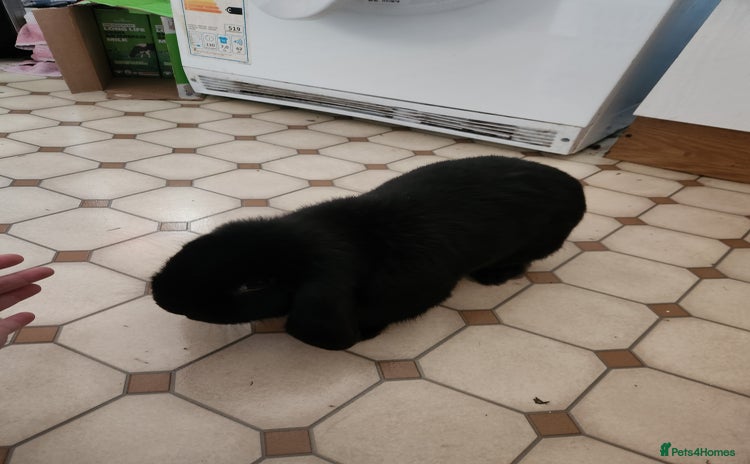 Rex rabbits - Advert 1