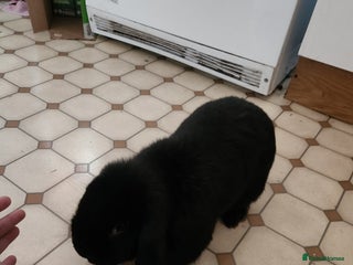 Rex rabbits - Advert 1