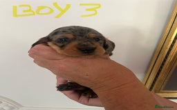 Miniature Dachshund dogs for sale: Miniature Dachshund Pups looking for forever homes - Image 10