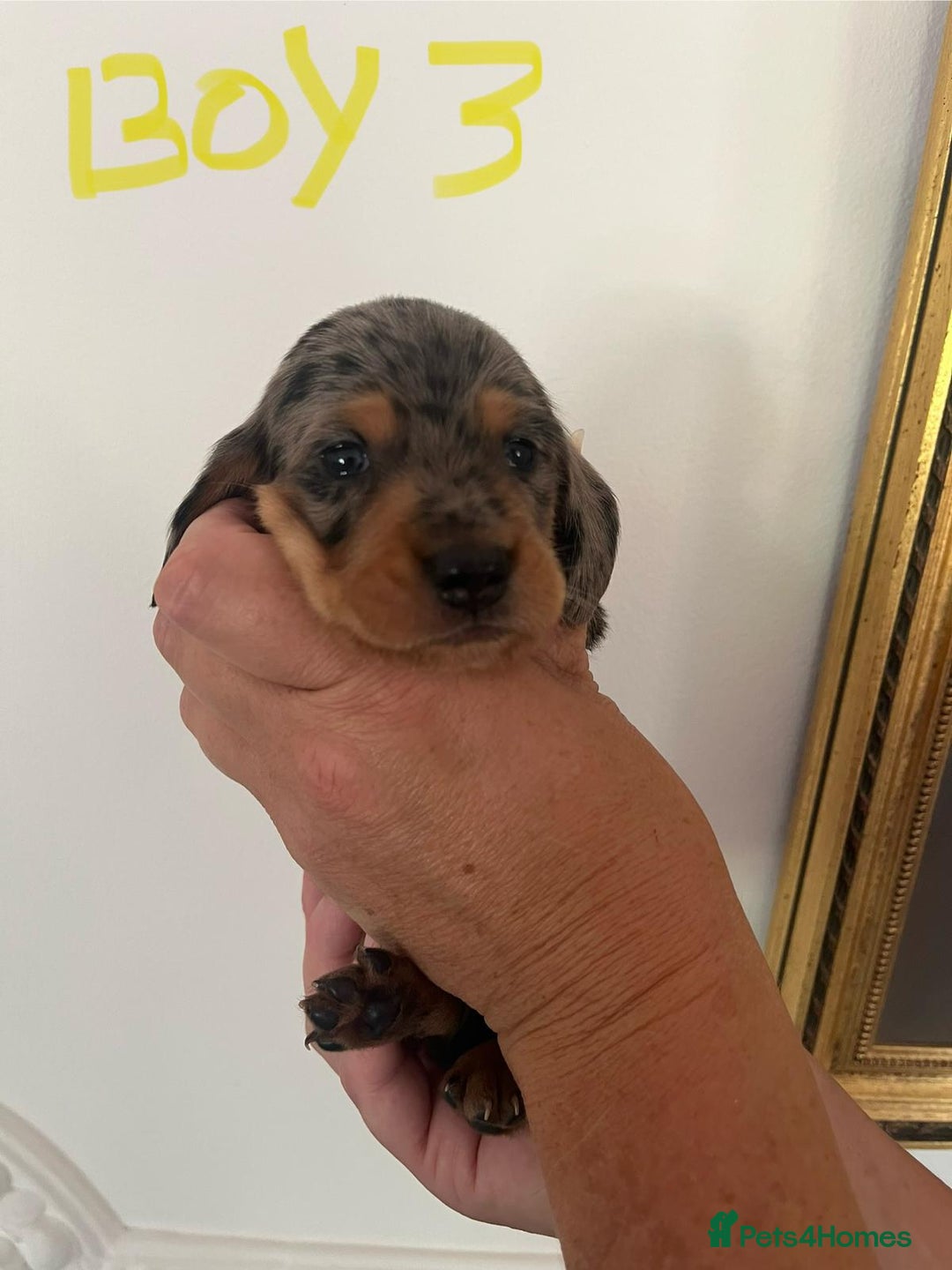Miniature Dachshund dogs for sale: Miniature Dachshund Pups looking for forever homes - Image 10