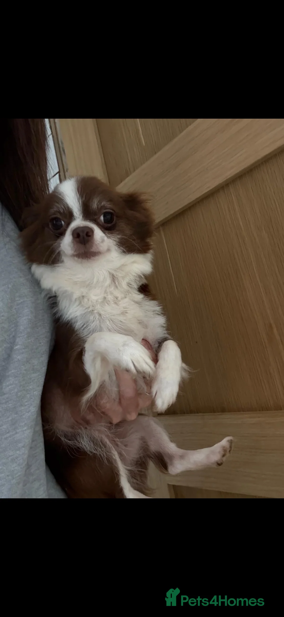 Chihuahua dogs for sale: Gorgeous Chocolate Tri Longcoat Chihuahua - Advert 9
