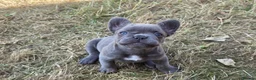 French Bulldog dogs for sale: French Bulldog Puppies, 1 Boy💙 and 2 Girls🩷🩷 - Advert 19