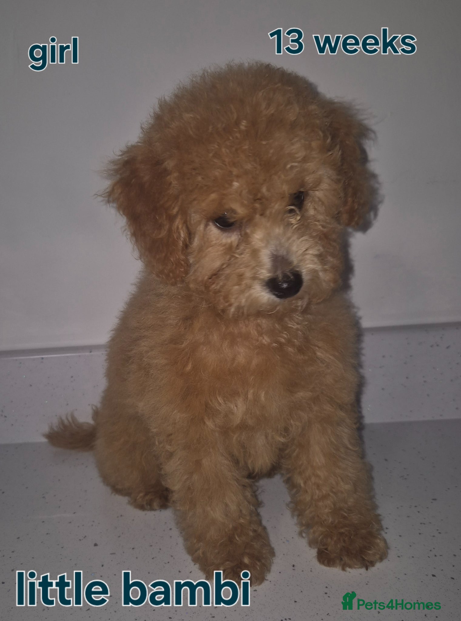 Poochon dogs Poochon - Advert 2