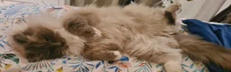 Ragdoll cats for sale: Male ragdoll cat - Advert 7
