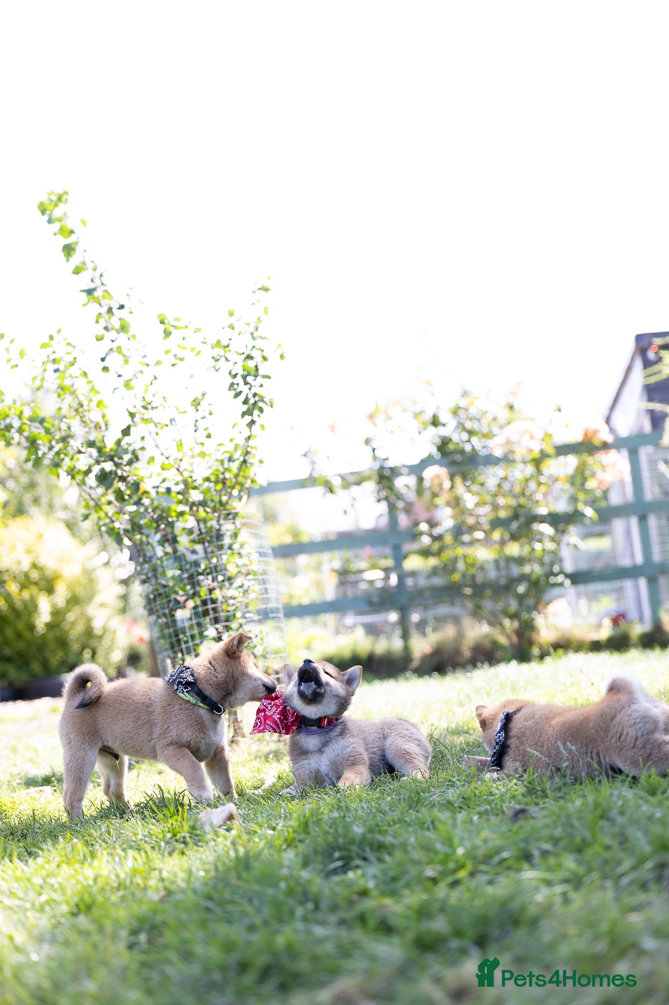 Japanese Shiba Inu dogs Outstanding original Japanese Shiba Inu puppies  - Advert 2