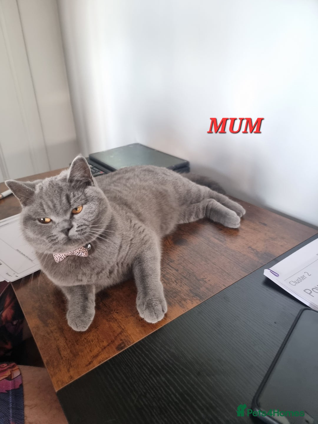 British Shorthair cats for sale: Beautiful kittens british shorthair  - Image 9