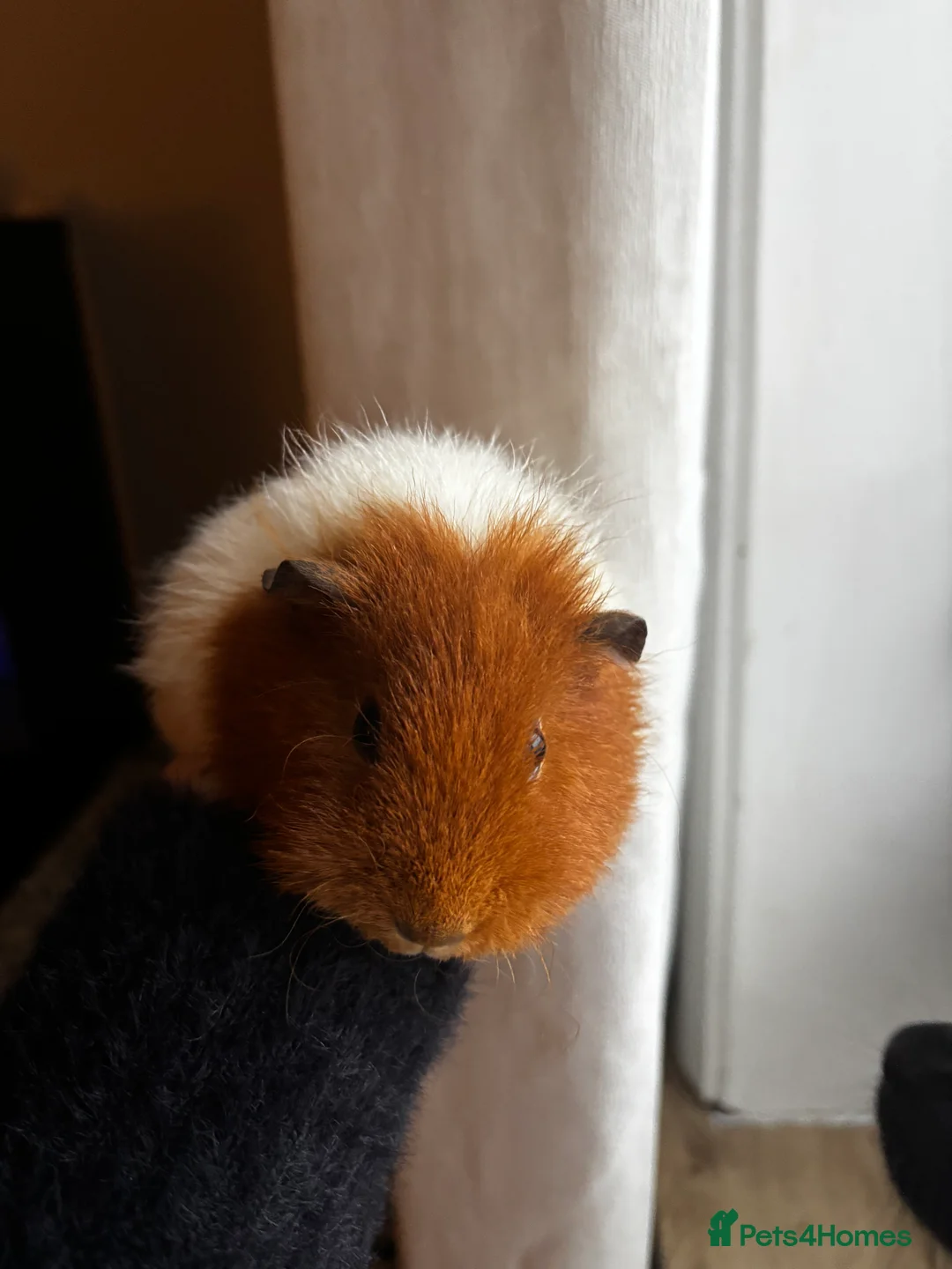 Guinea Pig rodents for sale: Female Guinea Pig  - Advert 1