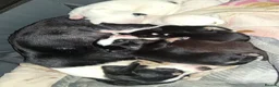 Chihuahua dogs for sale: 6 puppies for sale in Swansea - Advert 1