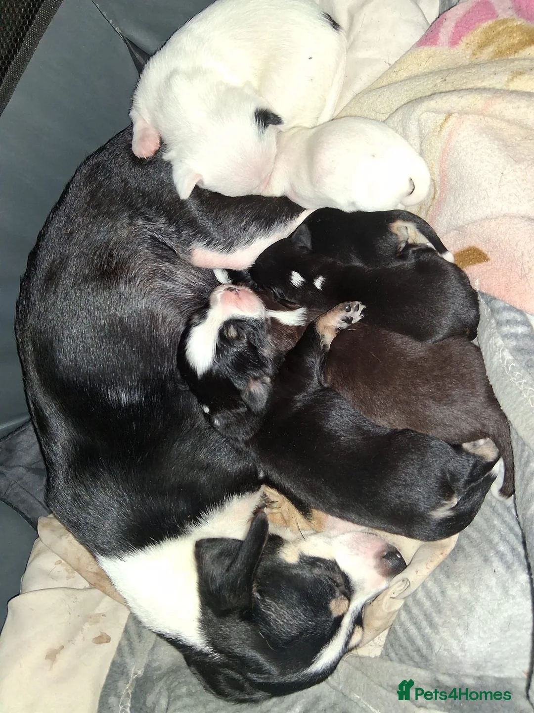 Chihuahua dogs for sale: 6 puppies for sale in Swansea - Advert 1