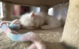 Siberian cats for sale: Pure White Siberian Boy - Image 2