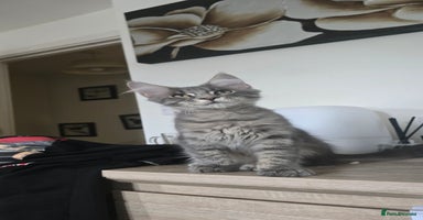 Maine Coon cats - Advert 16