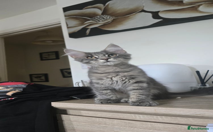 Maine Coon cats - Advert 1
